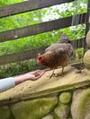 Zylina Healthy Mealworms