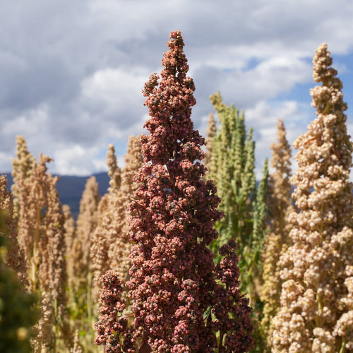 Botanical Interests Brightest Brilliant Rainbow Quinoa Seeds