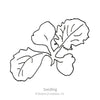 Botanical Interests Turnip White Lady
