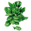 Botanical Interests Matador Spinach Seeds