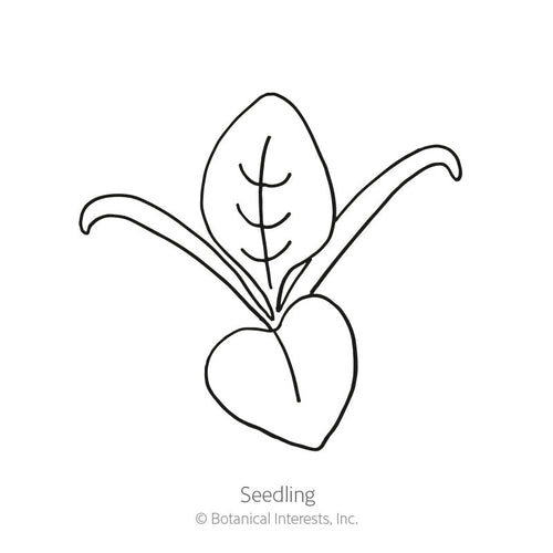Botanical Interests Matador Spinach Seeds