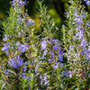 Botanical Interests Rosemary Seeds